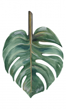 Leaf Philodendron