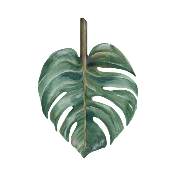 Leaf Philodendron